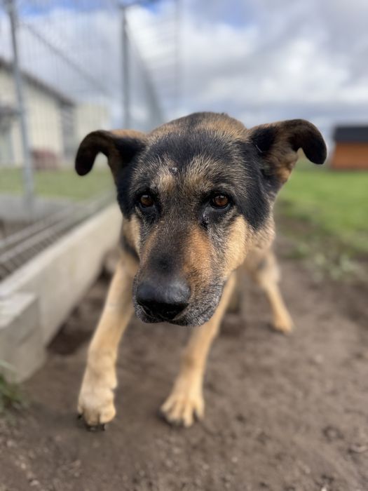 Bruno - czy zdąży do domu?