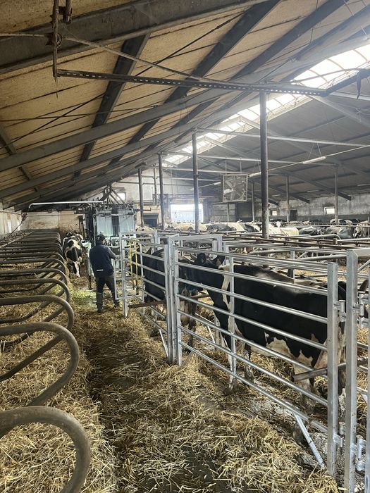 HoofCare korekcja racic u bydła