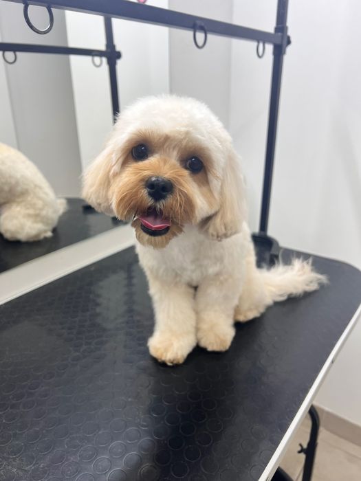 Шукаю моделей для стрижки собак, Позняки