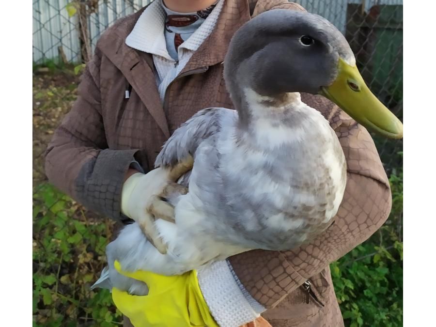 Качине інкубаційне яйце продаж (Блакитний Фаворит та інші)