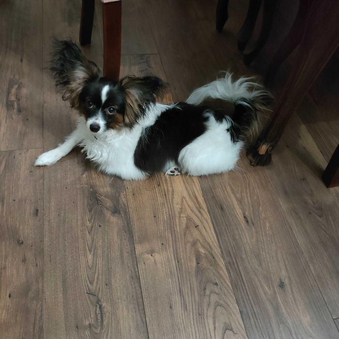 Piesek papillon ZKwP/FCI