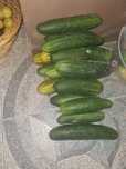 Pepinos caseiros
