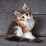Rezerwacja Kotka Maine Coon z rodowodem