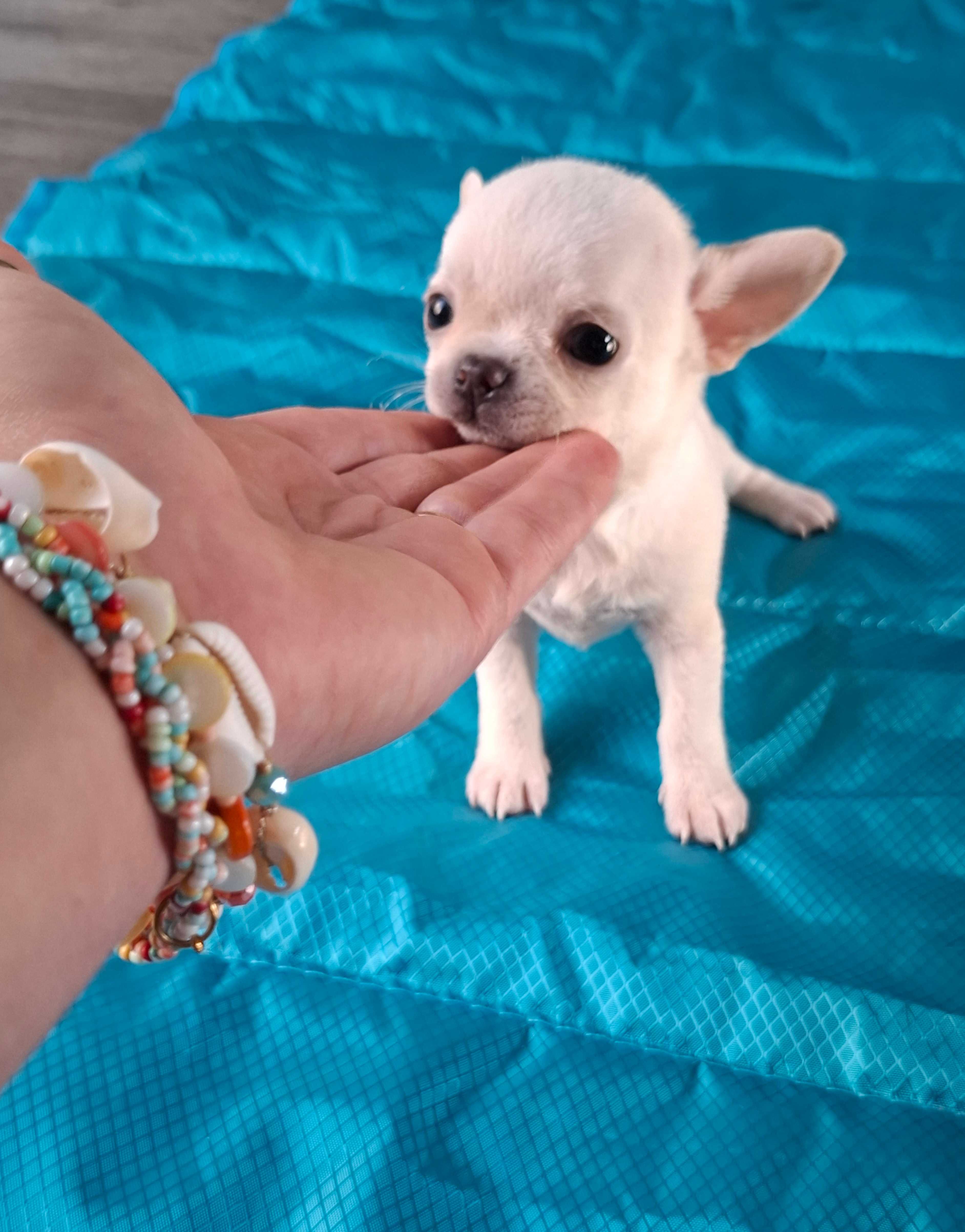 Chihuahua Miniatura