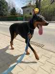 Leo doberman do adopcji