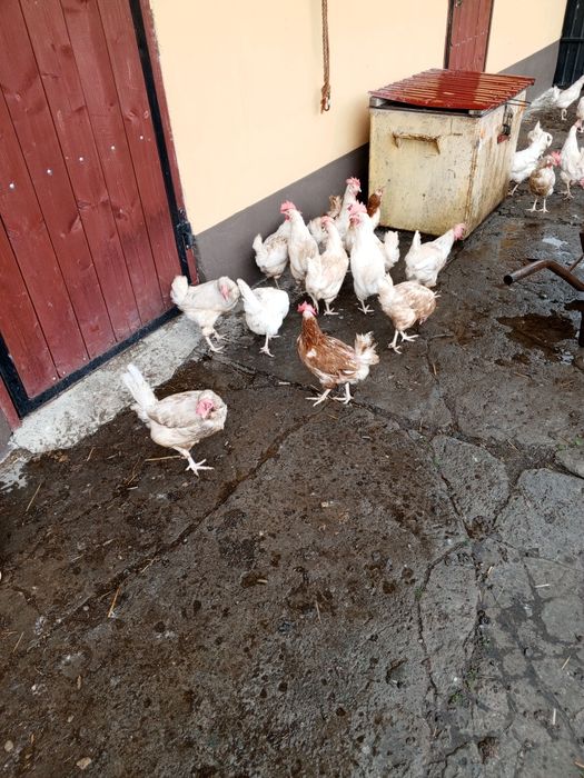 Kury nioski bardzo ładnie