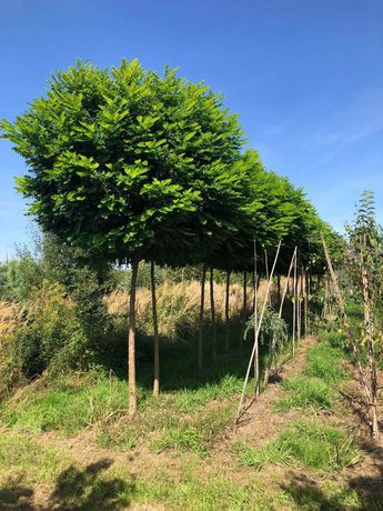 Drzewa alejowe lipa klon akacja buk katalpa brzoza wiąz