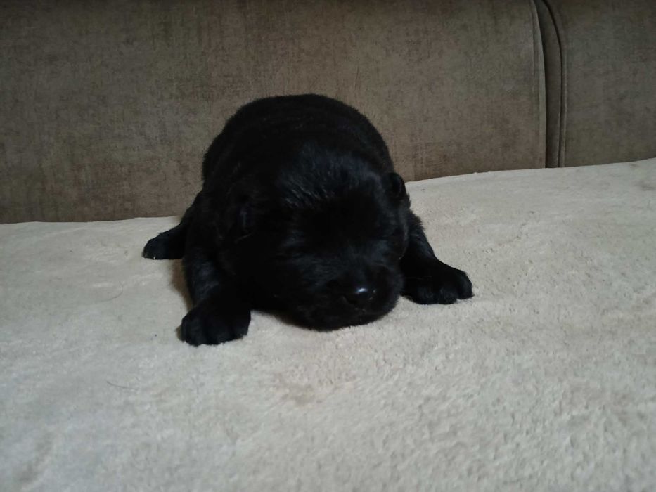 Vendo cadela Chow Chow