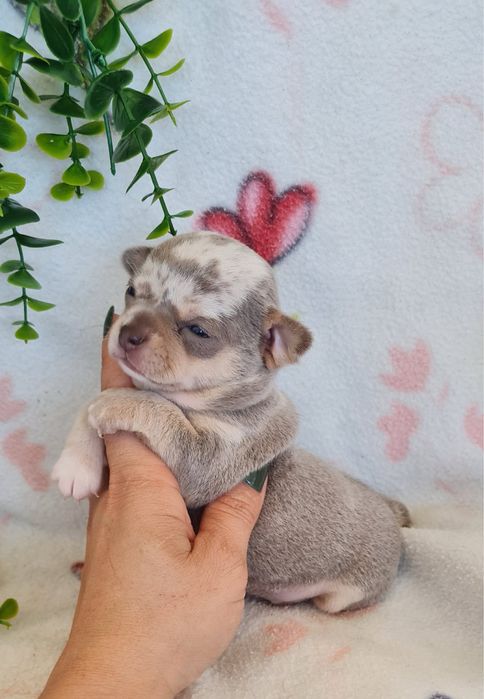 Excelente mini menina lilac merle Chihuahua/Chiuaua de Qualidade