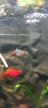Platka / Platynka Rainbow Calico - Ryba Akwariowa. Dorosła samica !