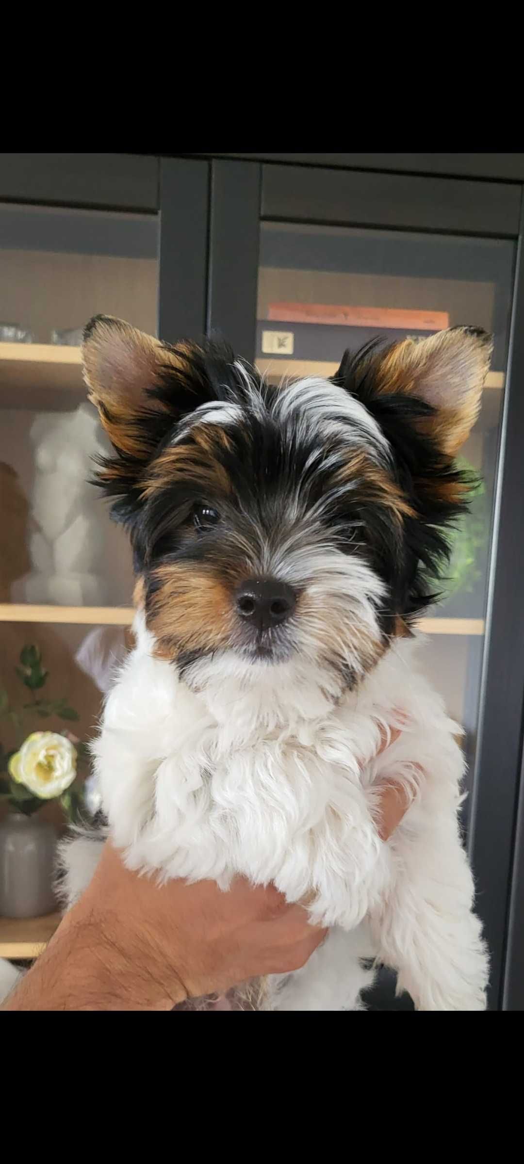 Yorkshire Terrier Biewer