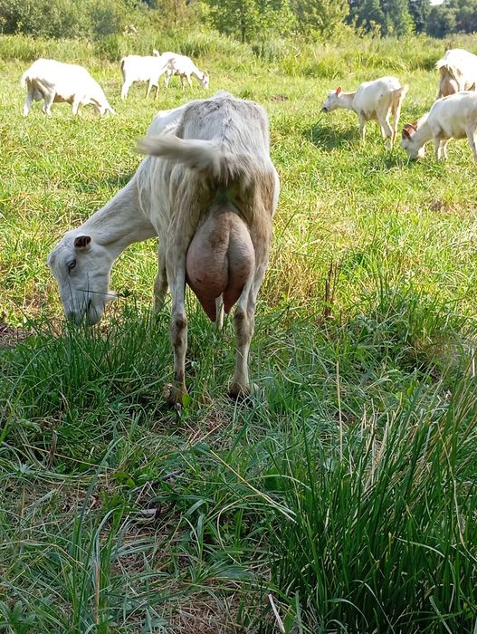 кози зоаненскі породисті від імпортованих кіз.