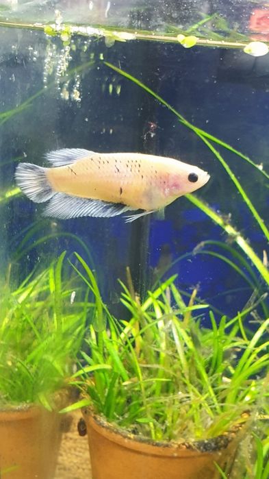 Młode Bojowniki, trzy samce, trzy samice