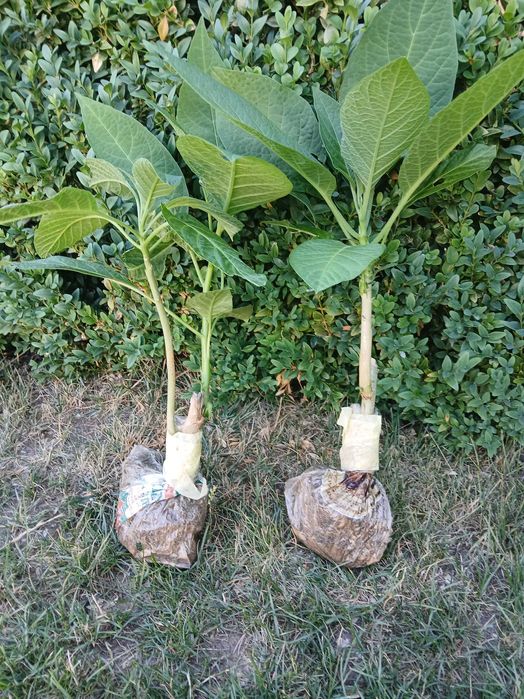 Datura Burgmansja rozsady