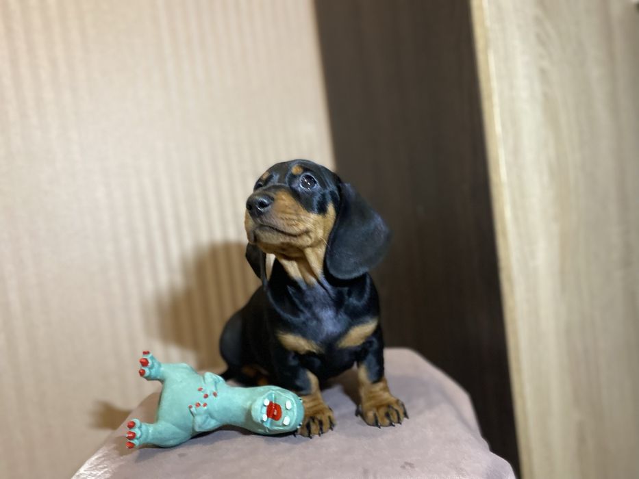 Чистокровна такса, чорна рижа руда