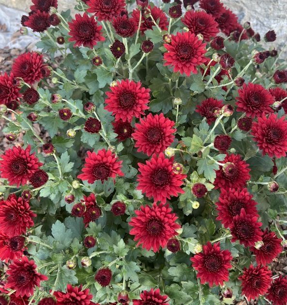 Продам хризантеми мультифлора