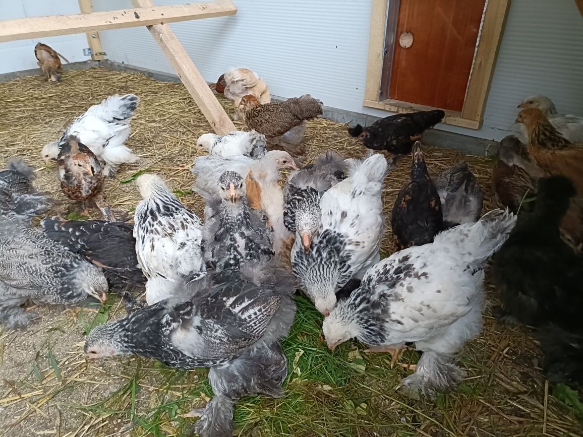 Brahma olbrzymia kura kogut gronostajowa