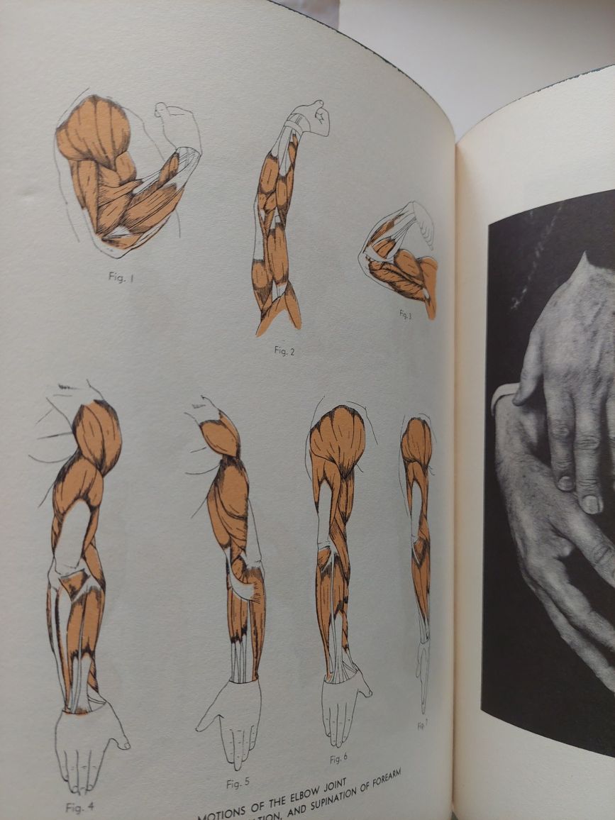 Livro an atlas of anatony for artists
