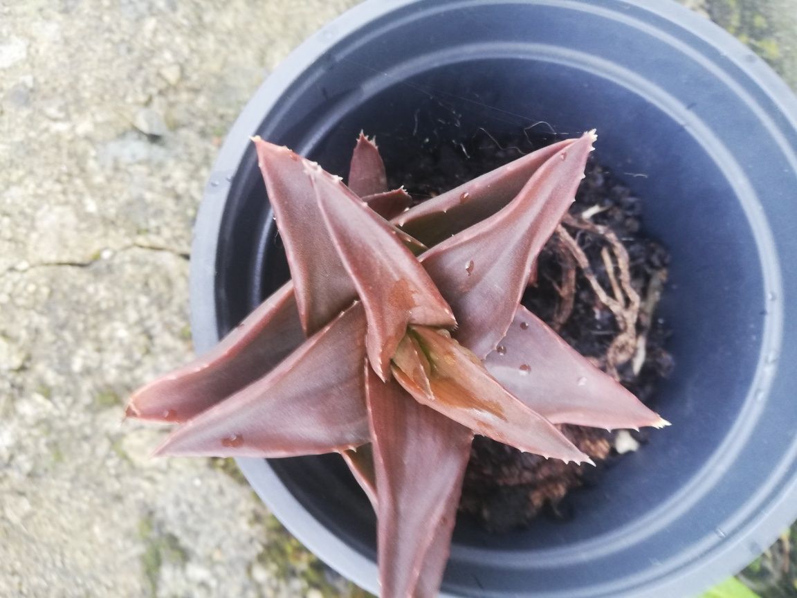 Aeonium arbureum e suculentas