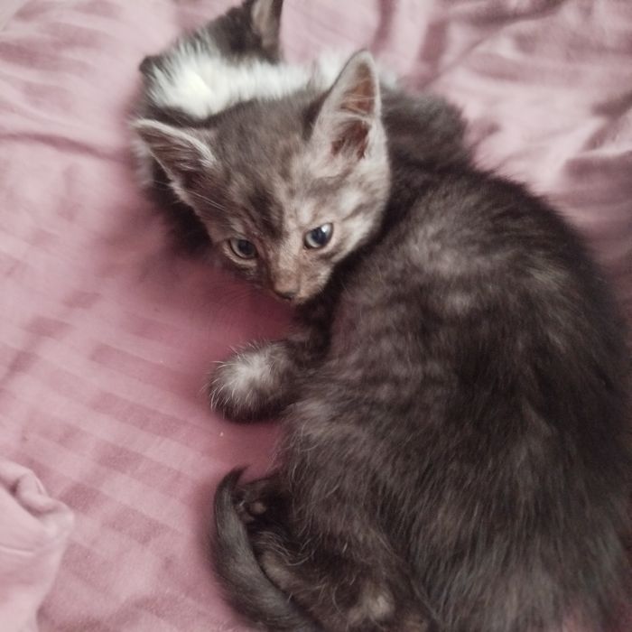 Кошеня дівчинка безкоштовно