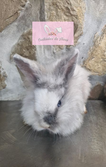 Coelhos anoes mini leon head