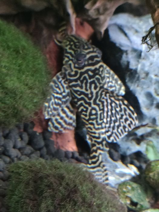 Zbrojnik Hypancistrus L333 sprzedam