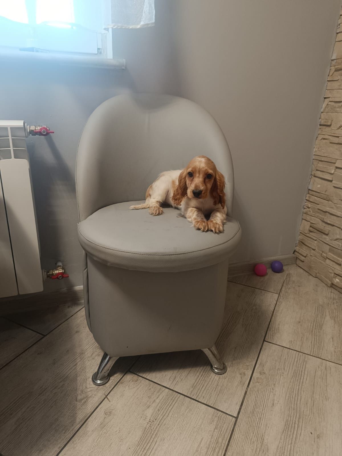 Śliczny cocker spaniel