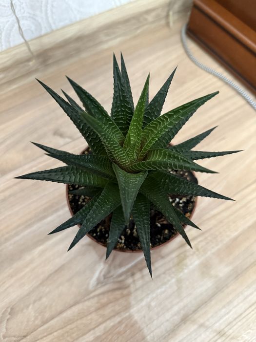 Haworthia limifolia, хавортія ліміфолія, сукулент