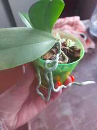 Орхидея фаленопсис, подростки