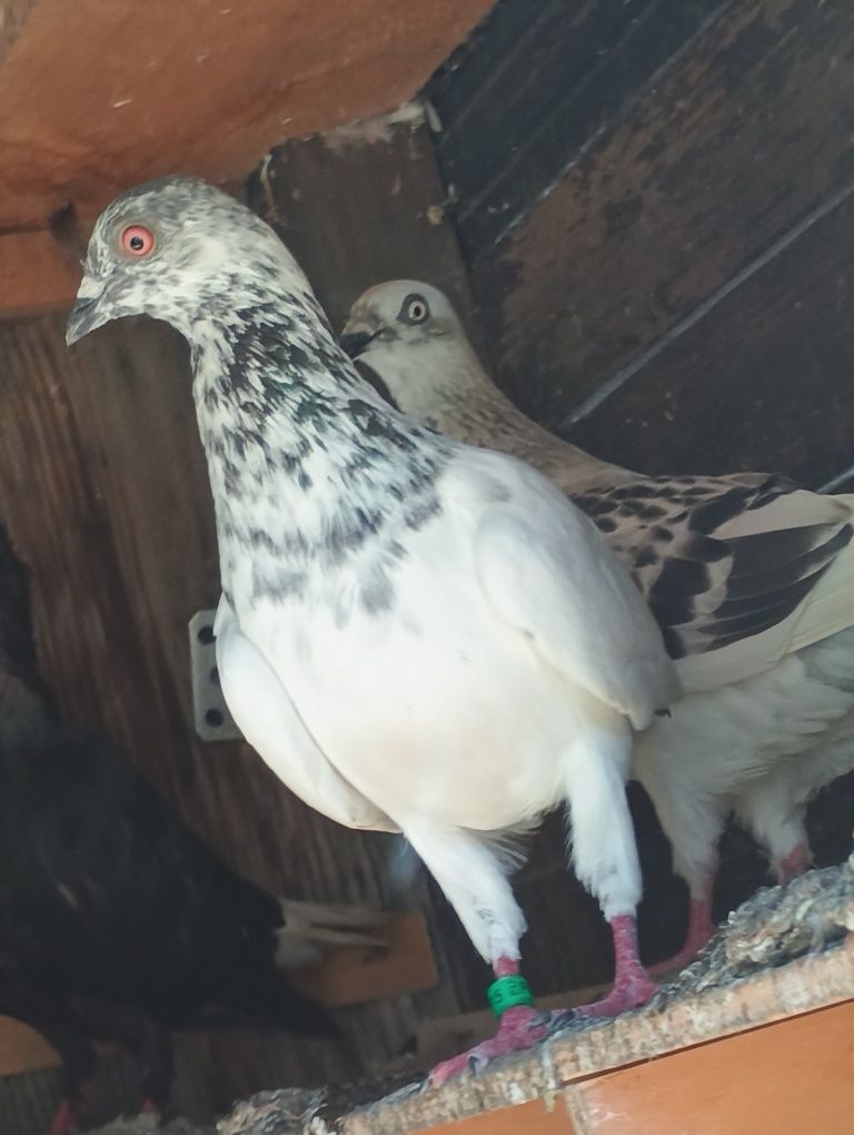 Gołębie sprzedam