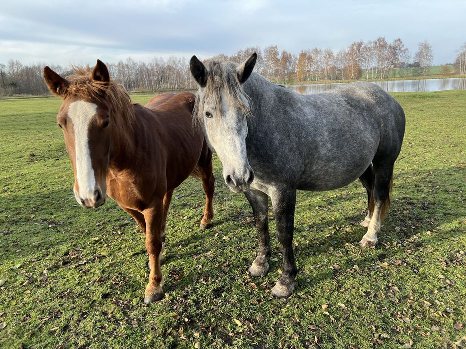 Klacz karosiwa zimnokrwista !