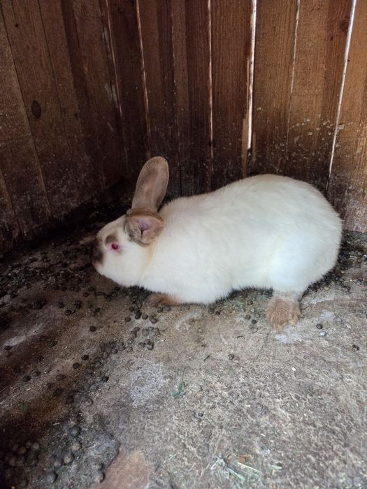 Продам кроли на племя