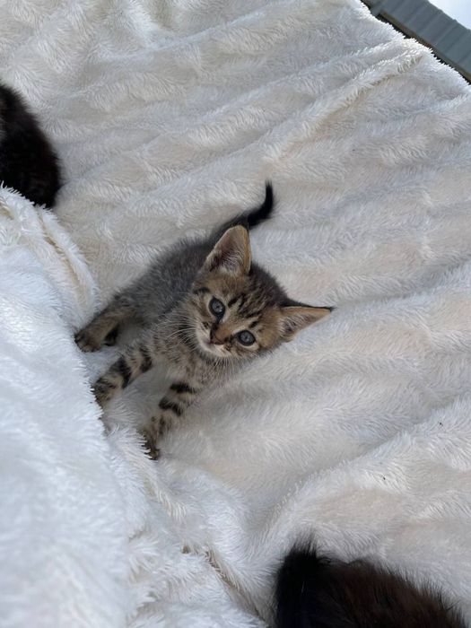 Котенята