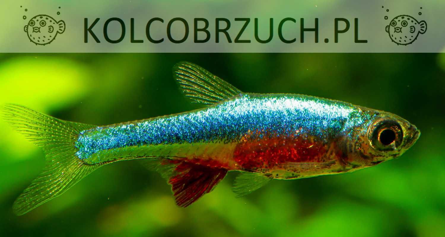 Razbora Axelroda BLUE - Sundadanio axelrodi - Rasbora - dowóz