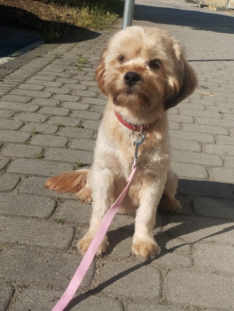 Cavapoo suczka cavapoo f1b ( nie maltipoo maltańczyk pudel cavalier)