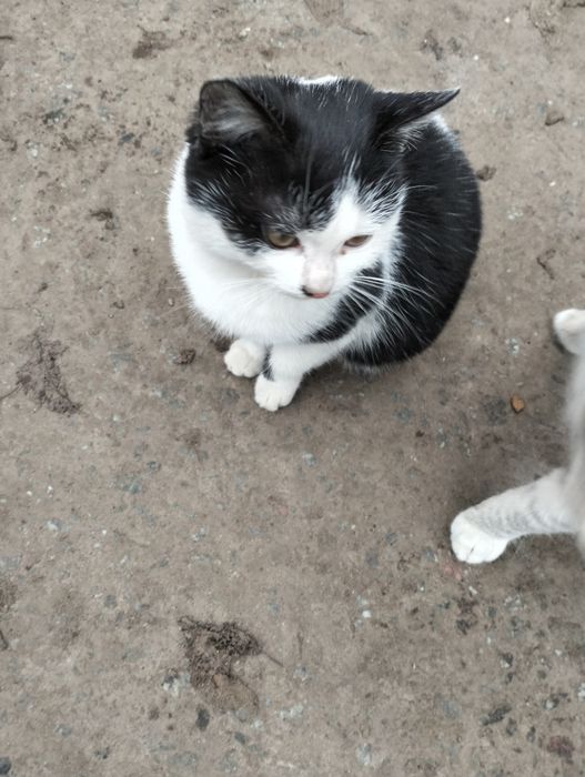 Маленька, лагідненька, кішечка.