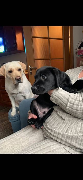 Щенки лабрадора ретривера черные