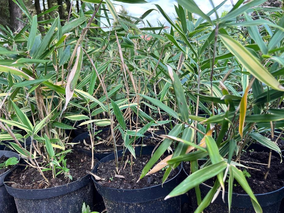 Bambus miniaturowy mrozoodporny DONICZKA 5L (Pleioblastus variegatus)