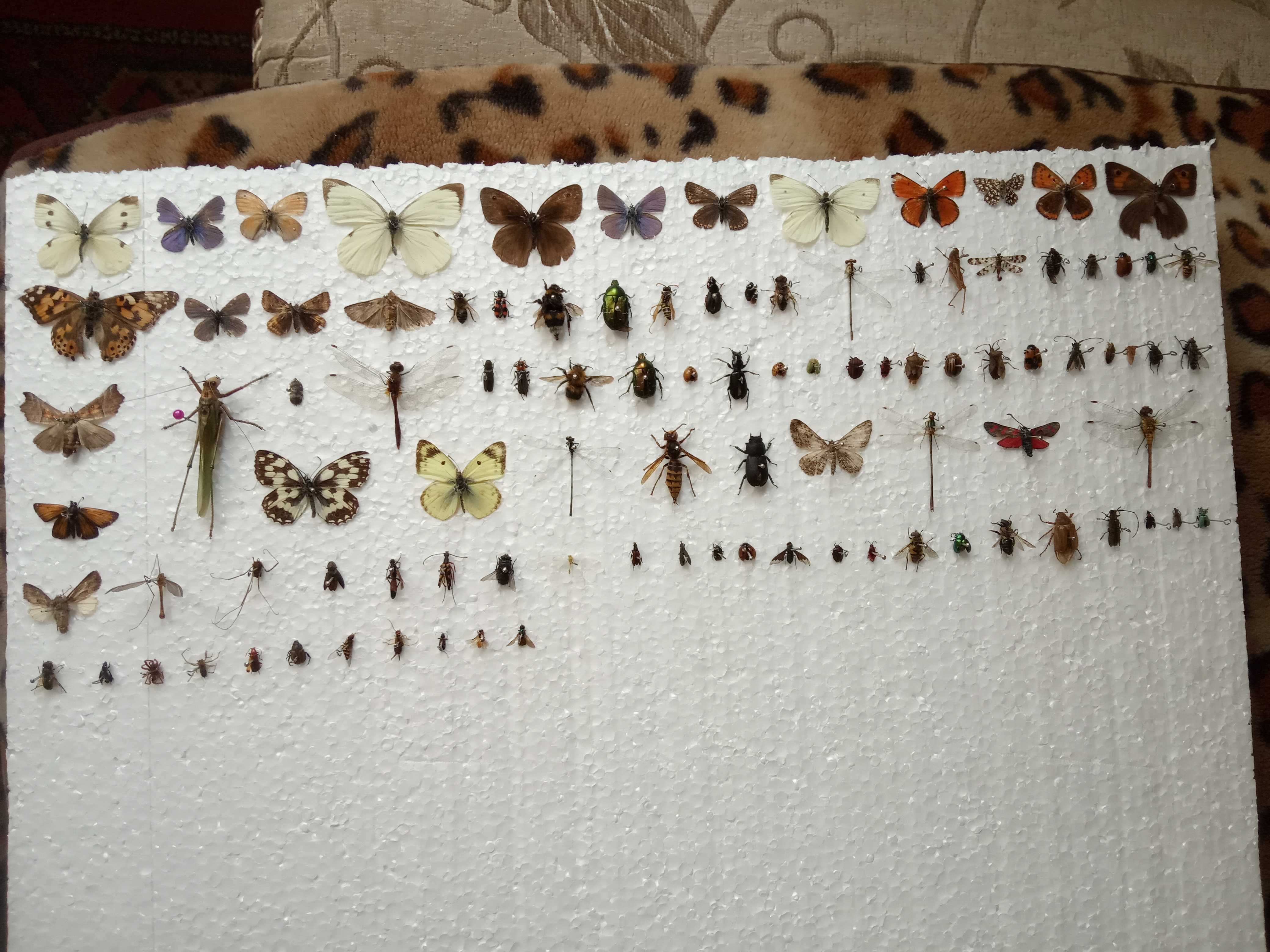 насекомые,бабочки,комахи.