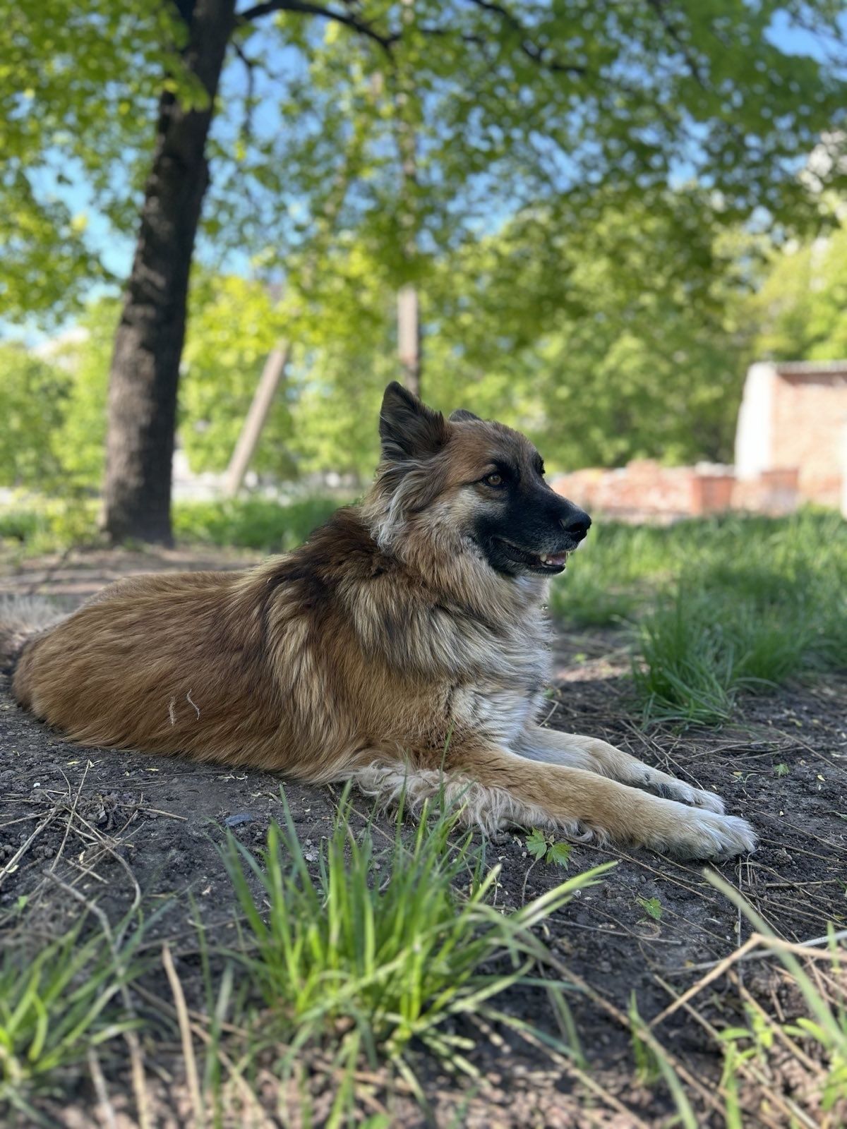 Гарний пес собака Граф