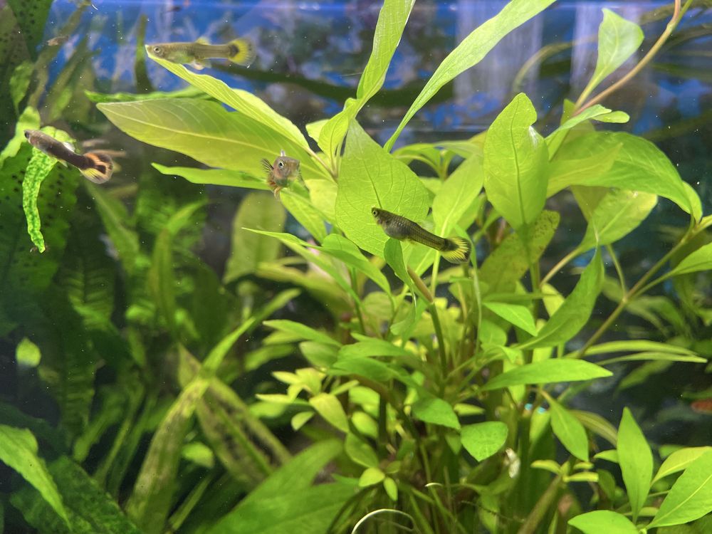 Amazonka roslina roslinka akwariowa watrobowiec microzorium