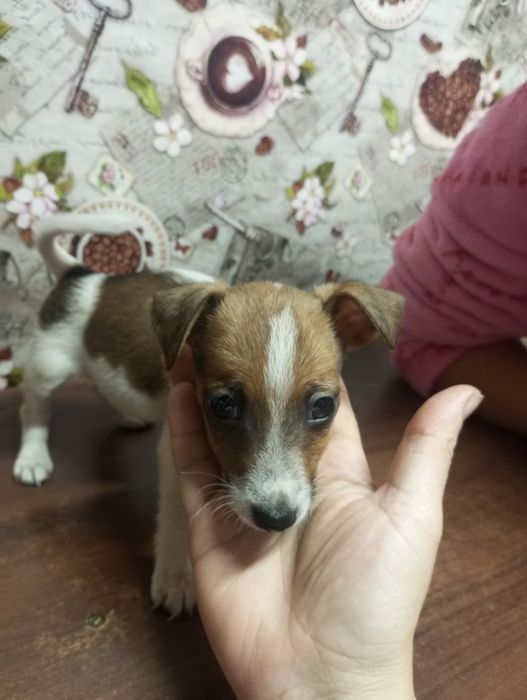 Продаю щенят порода Джек Рассел