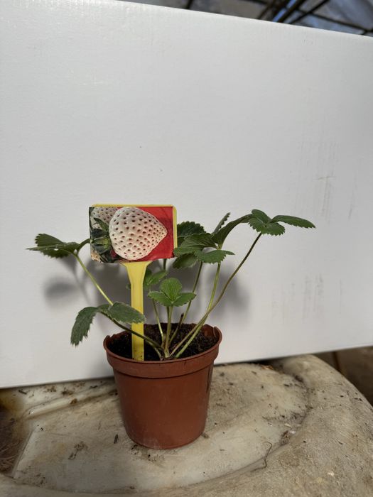 Morangueiro (Morango branco)