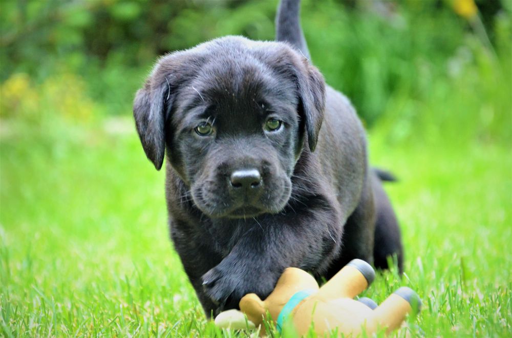 Piękna suczka labrador retriever ZKwP {FCI}