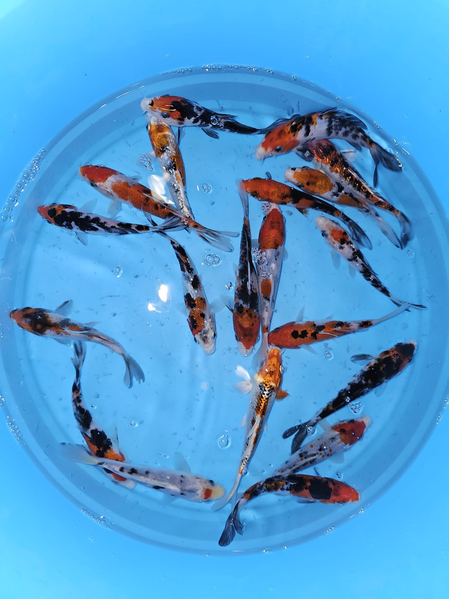 Carpas koi tricolores