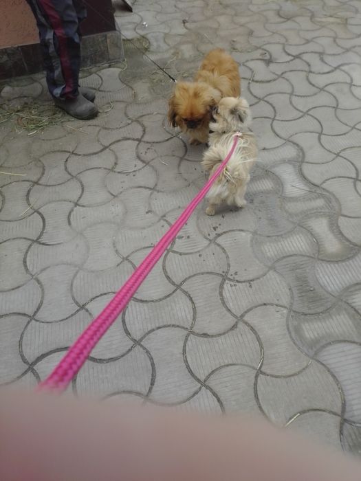 Пекінес, дівчинка, цуценя пекінеска