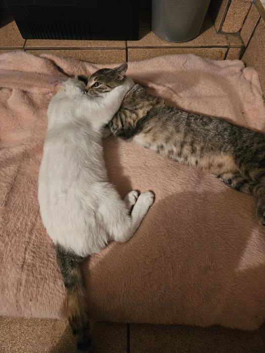 Lily i Misiu szukają domu