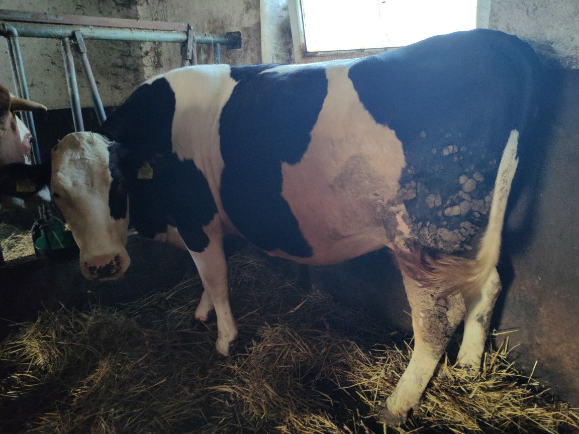 Jałówki cielne, duże ładne sztuki 15zł/kg
