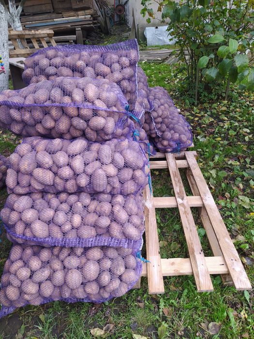 Продам картоплю оптом
