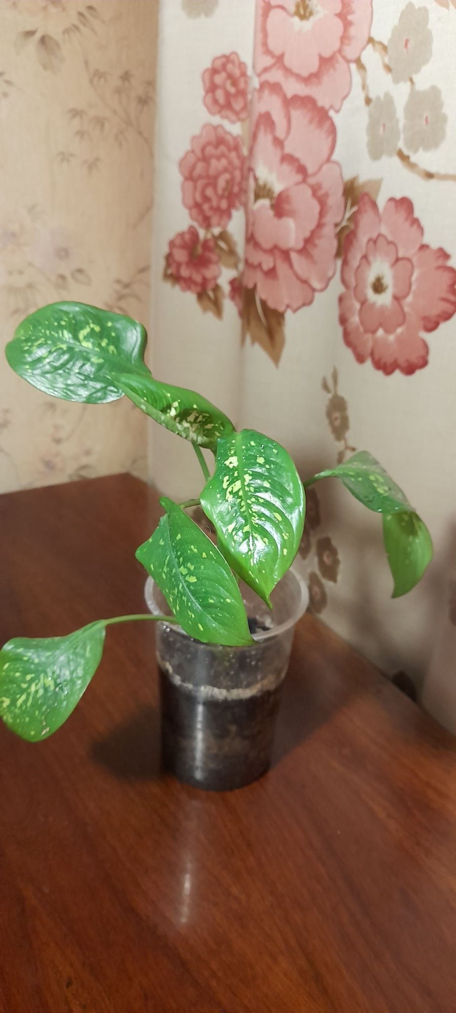 Дифенбахия,комнатное растение
